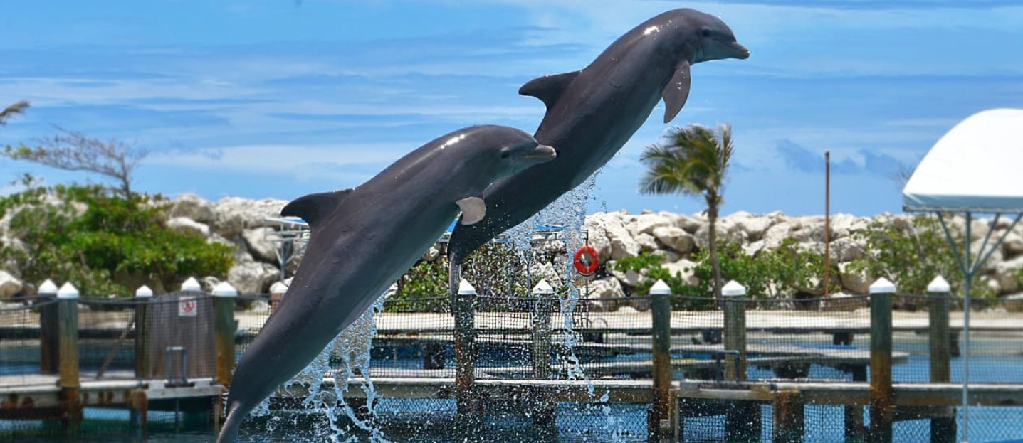 Dolphin Park 